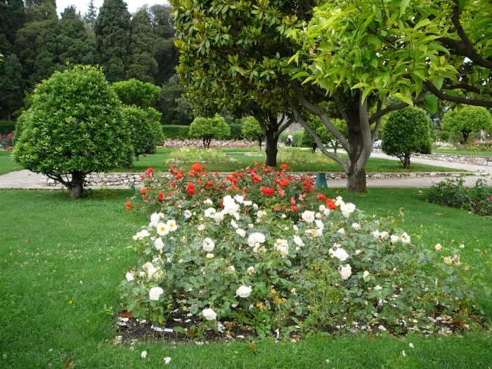 roses_cimiez_008.jpg