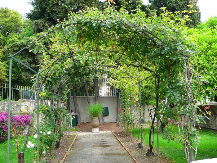 roses_cimiez_013.jpg