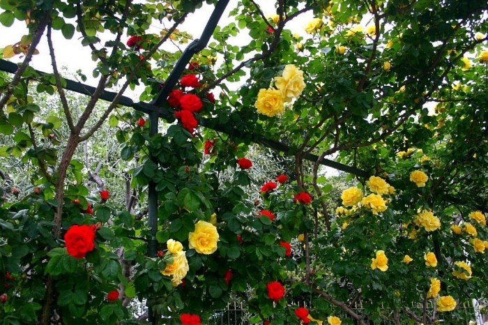 roses_cimiez_014.jpg