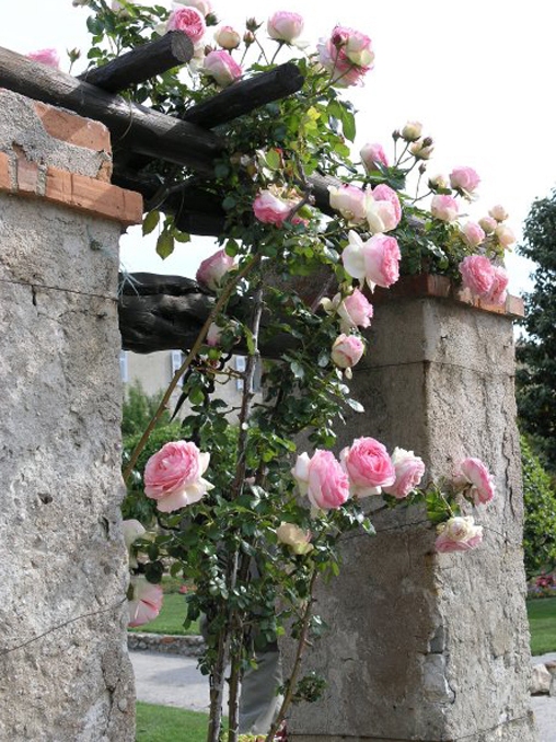 roses_cimiez_018.jpg