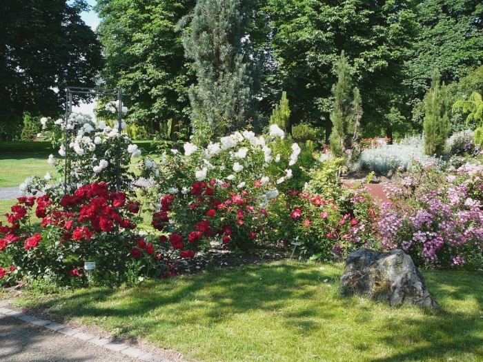 roses_de_erfurt_001.jpg
