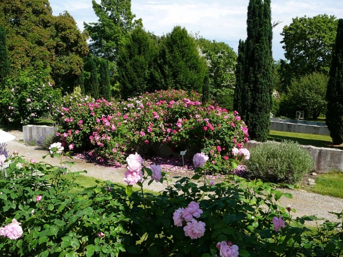 roses_de_erfurt_003.jpg