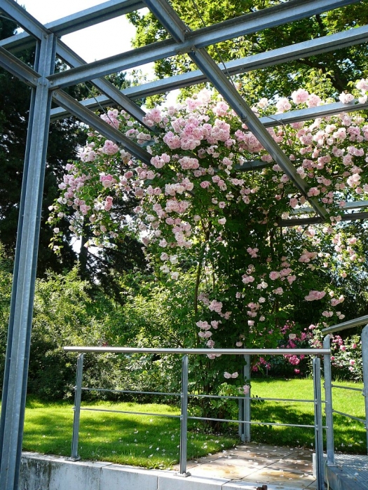 roses_de_erfurt_004.jpg