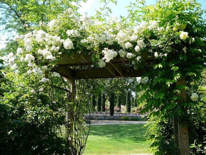 roses_de_erfurt_005.jpg