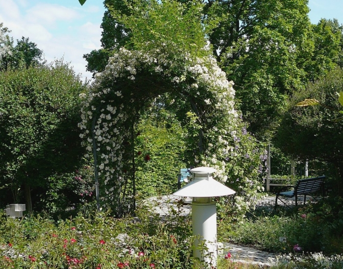 roses_de_erfurt_006.jpg