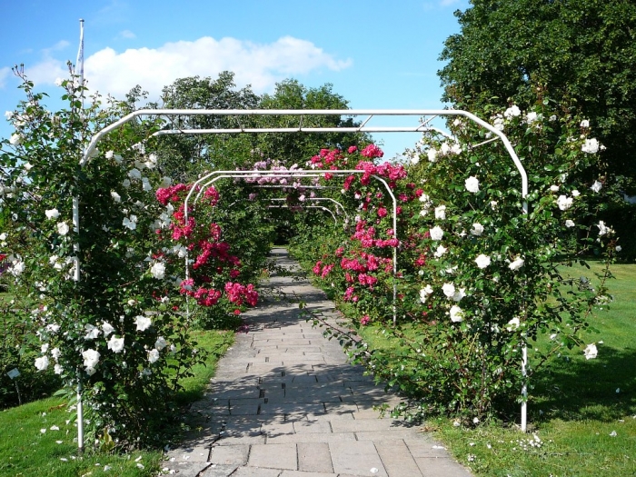 roses_de_erfurt_008.jpg