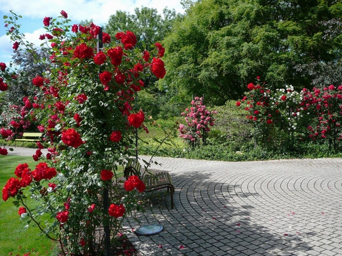 roses_de_erfurt_011.jpg