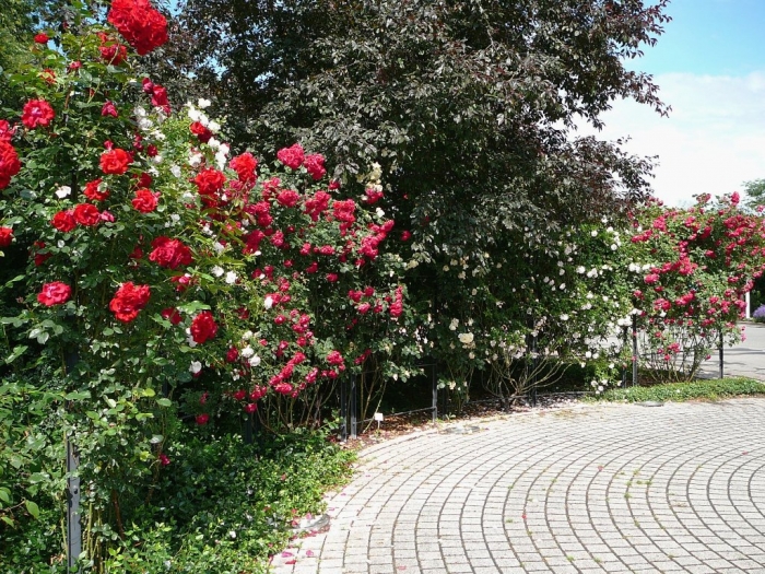 roses_de_erfurt_012.jpg