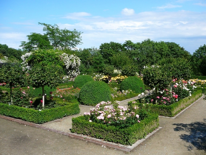 roses_de_erfurt_013.jpg