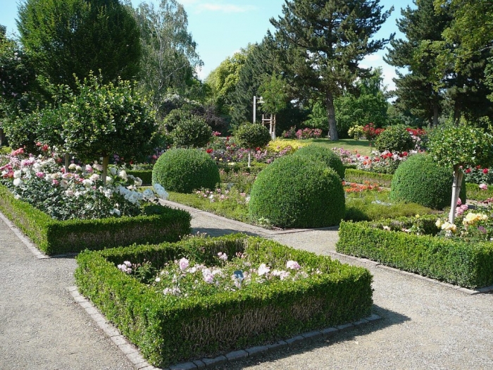 roses_de_erfurt_014.jpg