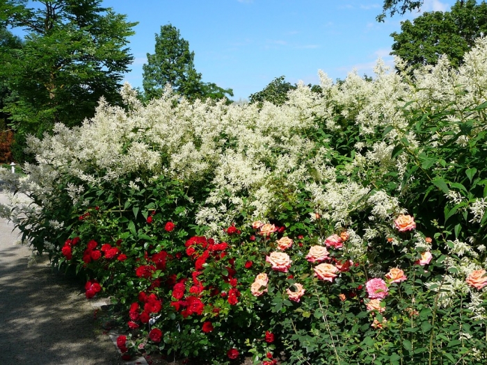 roses_de_erfurt_015.jpg