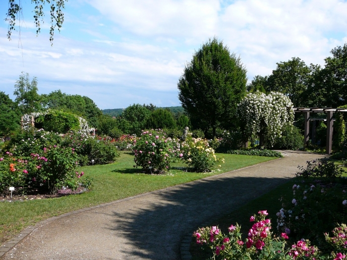 roses_de_erfurt_016.jpg