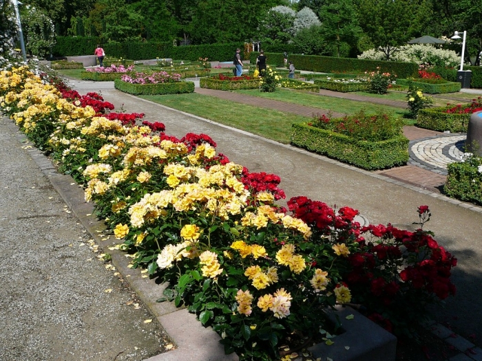 roses_de_erfurt_017.jpg