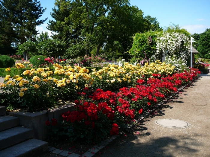 roses_de_erfurt_019.jpg