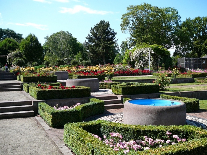 roses_de_erfurt_020.jpg