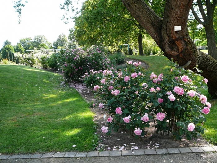 roses_de_erfurt_022.jpg