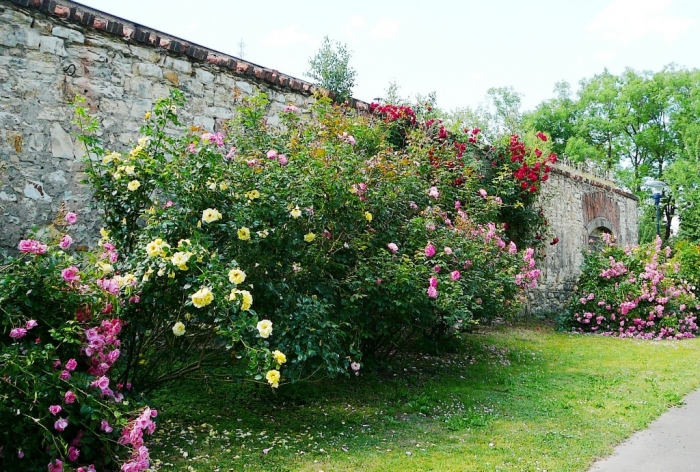 roses_praga_001.jpg