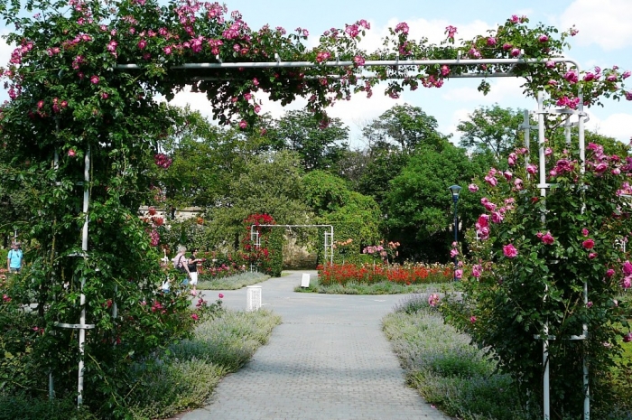 roses_praga_002.jpg