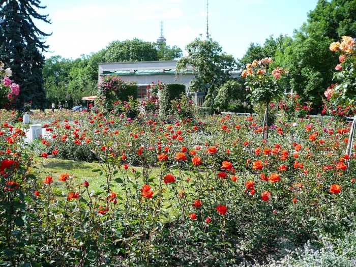roses_praga_003.jpg