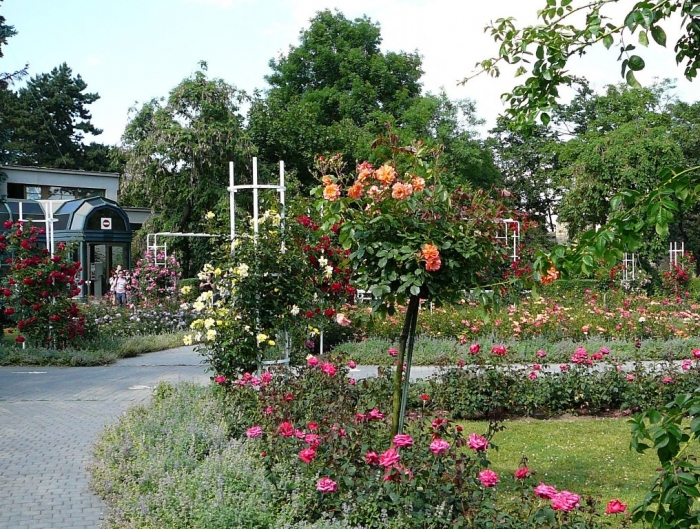 roses_praga_004.jpg