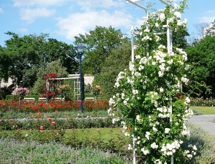 roses_praga_005.jpg