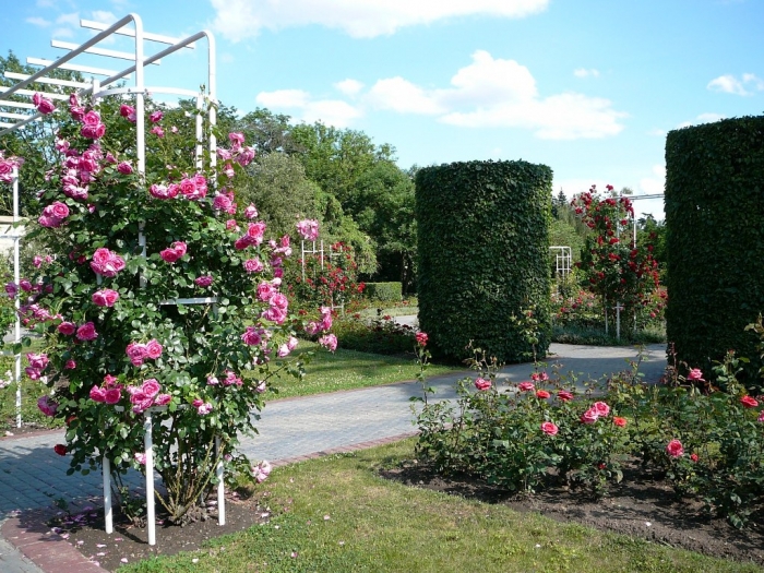 roses_praga_006.jpg