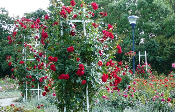 roses_praga_009.jpg