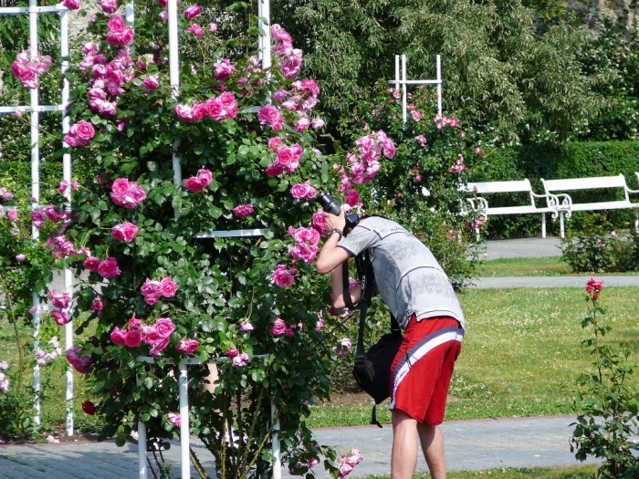 roses_praga_012.jpg