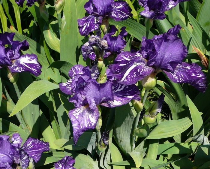 violet_tiger.jpg