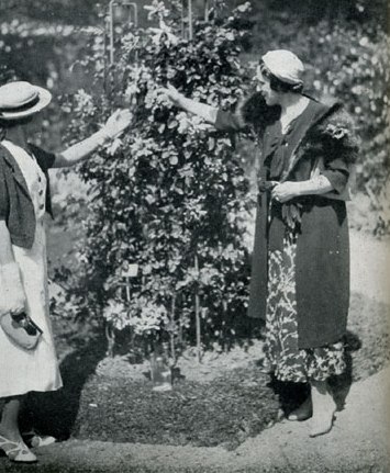 web-gros-plan-portraits-3____konkurs_lion_1935.jpg