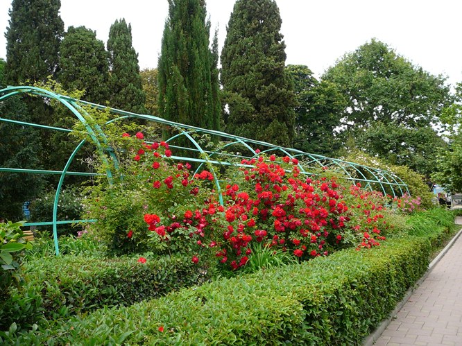 yalta_roses_001.jpg