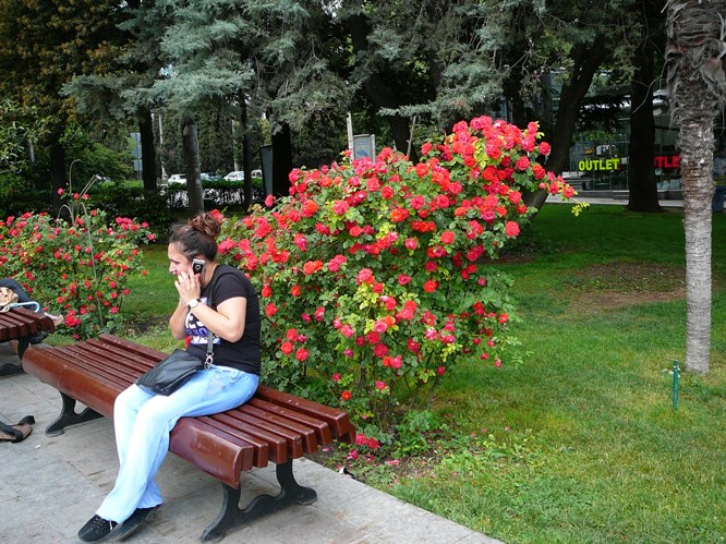 yalta_roses_002.jpg