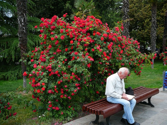 yalta_roses_003.jpg