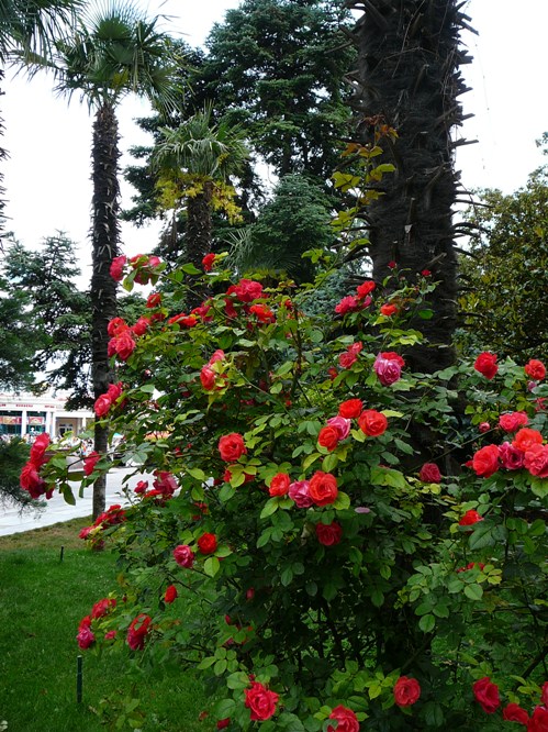 yalta_roses_004.jpg