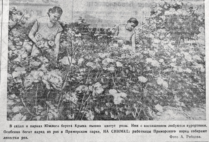 002_roses_1956.jpg