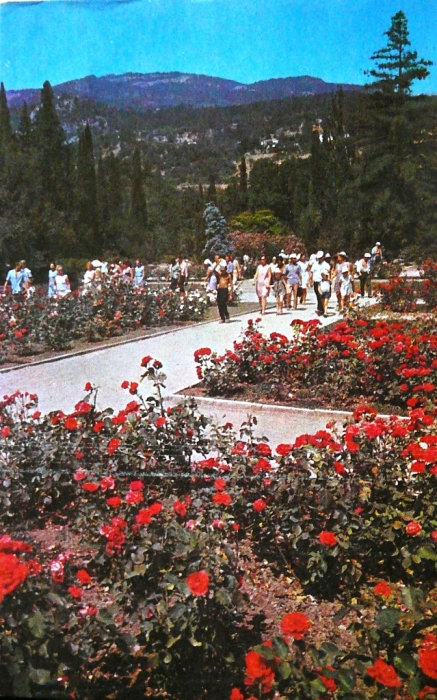 011_1972_nikitsky_botanical_garden_roses.jpg