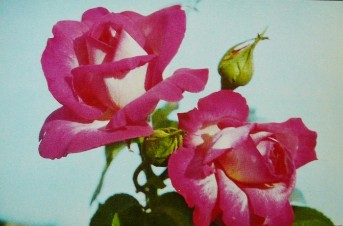 015_krasavica_festivalya_v.klimenko.jpg