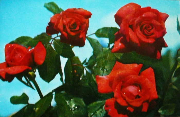 016_ogonek_v.klimenko.jpg