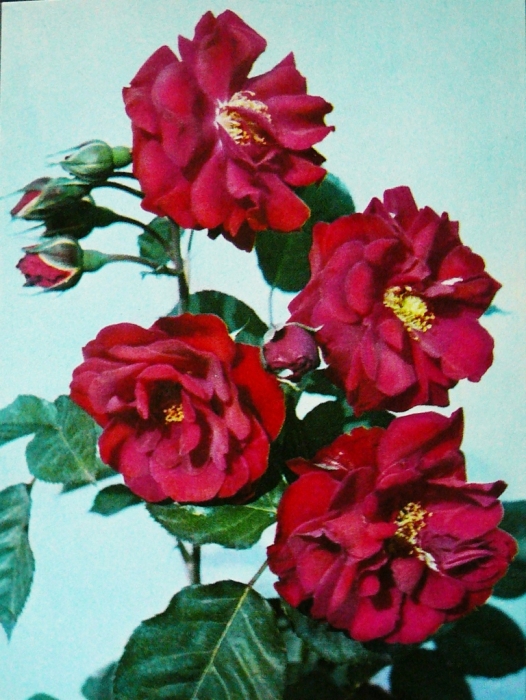 017_plamya_vostoka_v.klimenko.jpg
