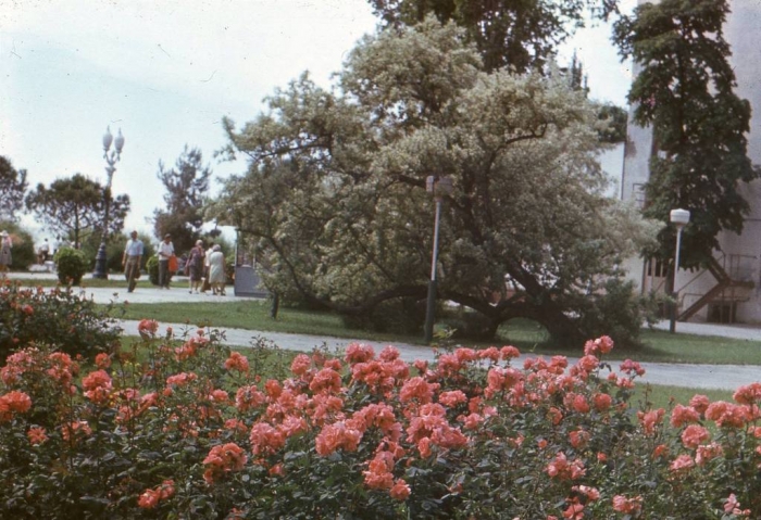 022_yalta_roses_1979.jpg