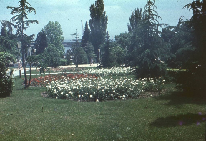 023_roses_yalta_1980.jpg