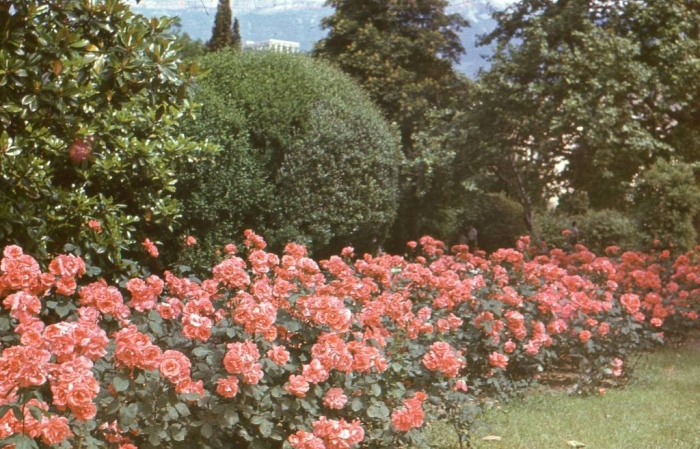 024_roses_yalta_1980.jpg