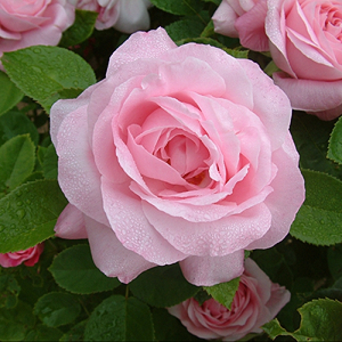 027_baroness_rothschild.jpg