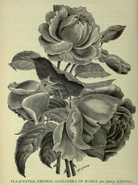 035_imperatrica_a.f..jpg