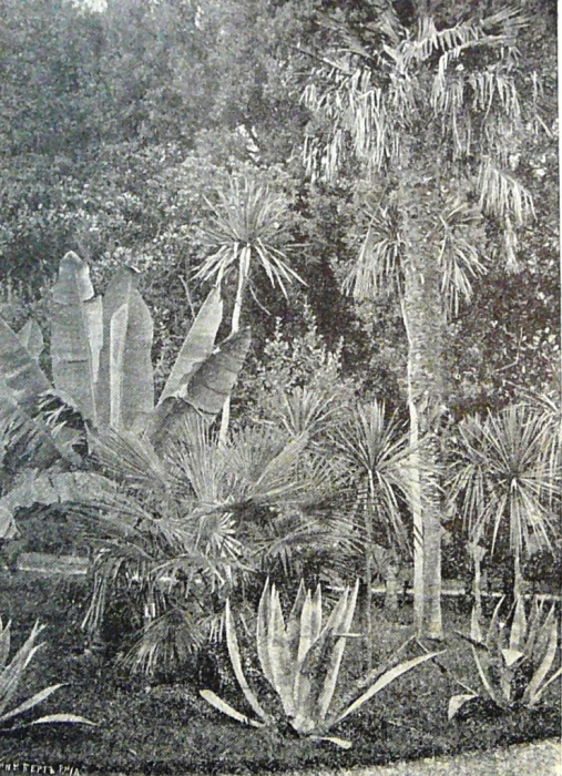 massandra_1908_001.jpg