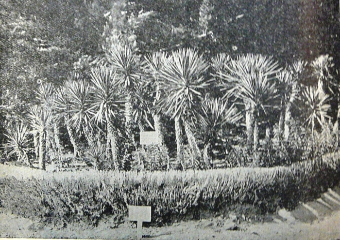 massandra_1908_002.jpg