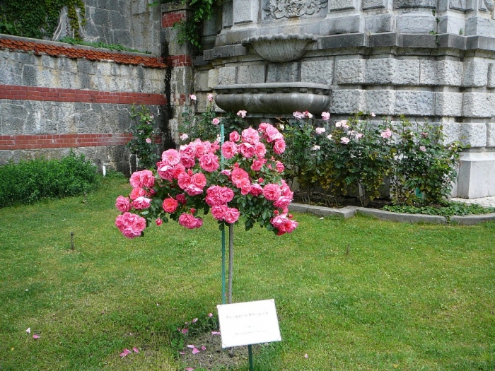 p1950915.jpg