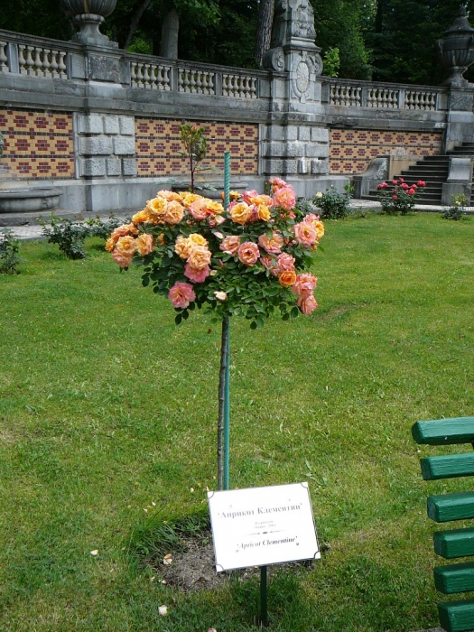 p1950916.jpg