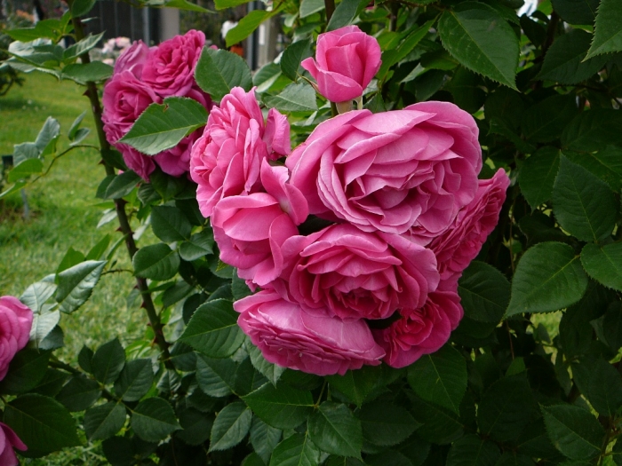 p1940600.jpg