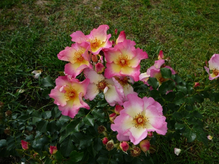 p1940754.jpg